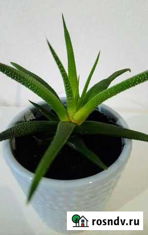 Хавортия Москва - изображение 1