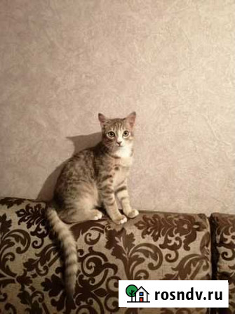Кошка Иркутск - изображение 1