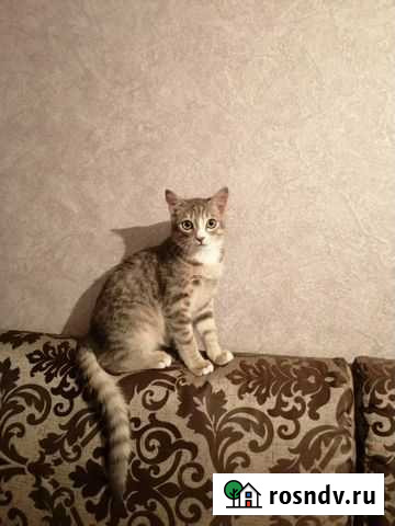 Кошка Иркутск - изображение 1
