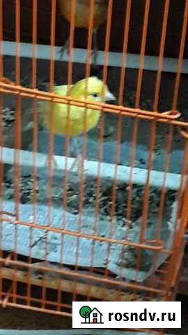 Канарейка,кенар Набережные Челны - изображение 1