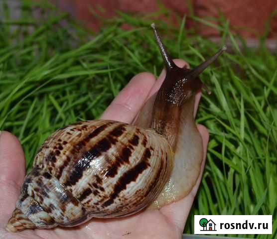 Улитки Добрянка - изображение 1