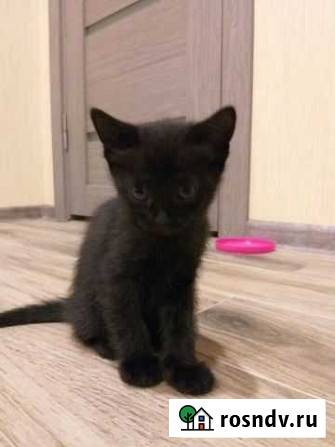 Котенок бесплатно Гулькевичи - изображение 1