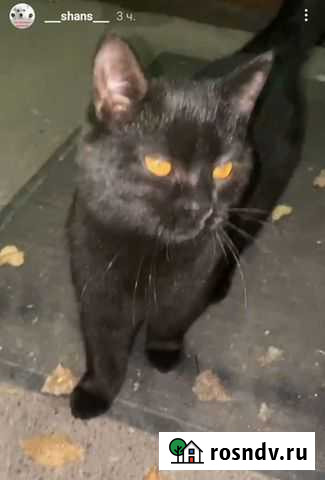 Кошка Новочеркасск - изображение 1