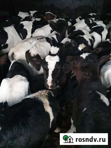 Бычки телята Семикаракорск - изображение 1