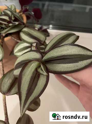 Традесканция Москва - изображение 1