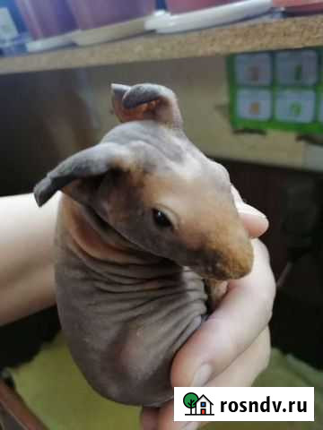 Морская свинка скинни Амурск - изображение 1