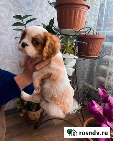 Кавалер Кинг Чарльз Спаниель (щенки мальчики) Краснодар - изображение 1