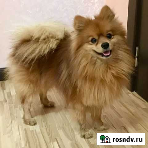 Шпиц Новая Усмань - изображение 1