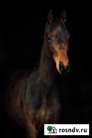 Ольденбург с большой перспективой Москва - изображение 1