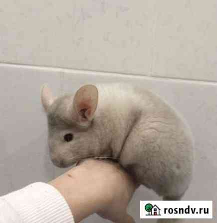 Шиншилла Выселки