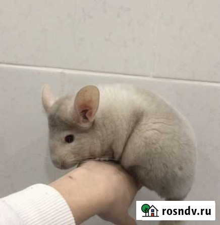 Шиншилла Выселки - изображение 1