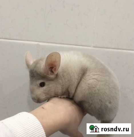 Шиншилла Выселки - изображение 1