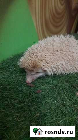 Декоративный ежик Екатеринбург - изображение 1