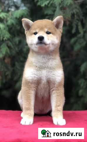 Щенки сиба ину Самара - изображение 1