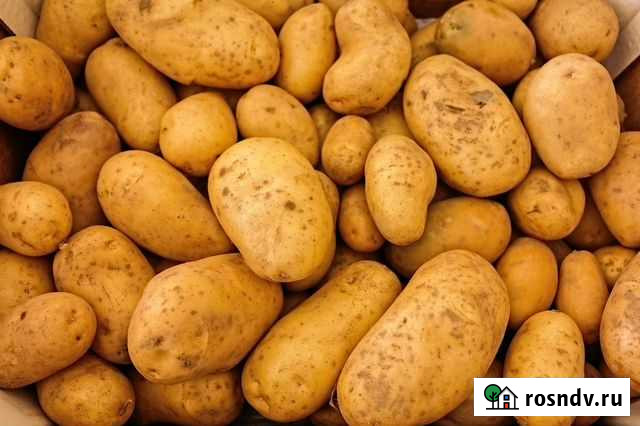 Картофель мелкий Лысьва - изображение 1