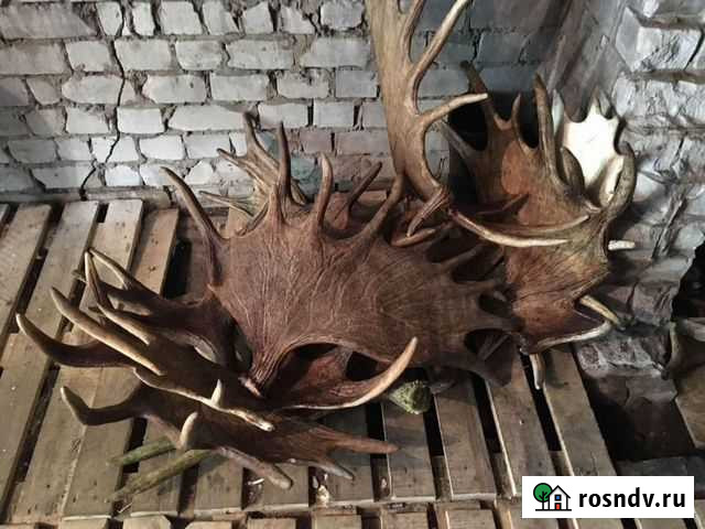 Рога Кимры - изображение 1