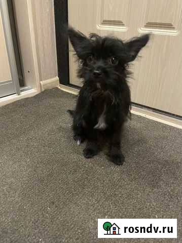 Метис йорка Балашиха - изображение 1