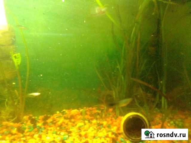 Аквариумное растение Пироговский - изображение 1