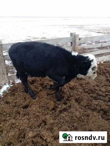 Бык Палласовка - изображение 1