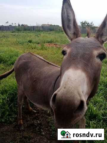 Осел Ужур - изображение 1