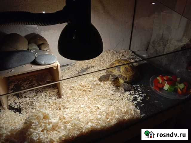 Черепаха сухопутная Барнаул - изображение 1