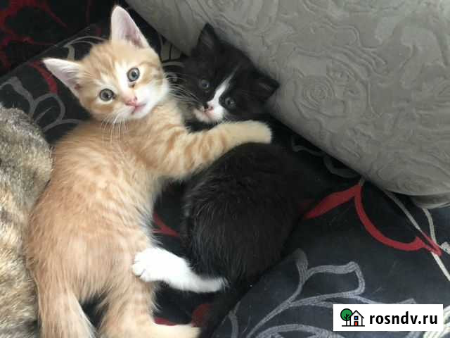 Котенок в добрые руки бесплатно Павловский Посад - изображение 1