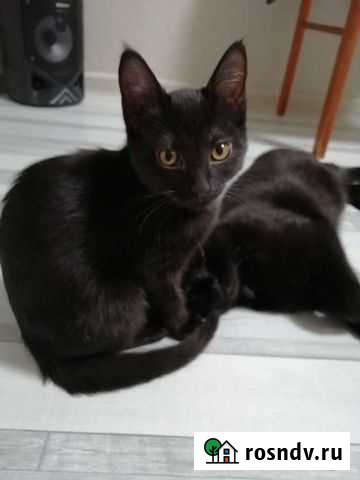 Кошка 3.5 мес Череповец - изображение 1