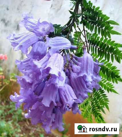 Жакаранда шикарное, нереальной красоты дерево Москва - изображение 1