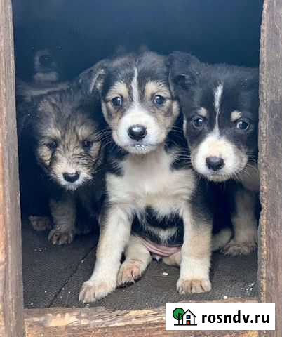 Щенки в добрые руки Всеволожск - изображение 1