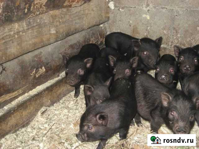 Поросята вьетнамские вислобрюхие Волоконовка - изображение 1