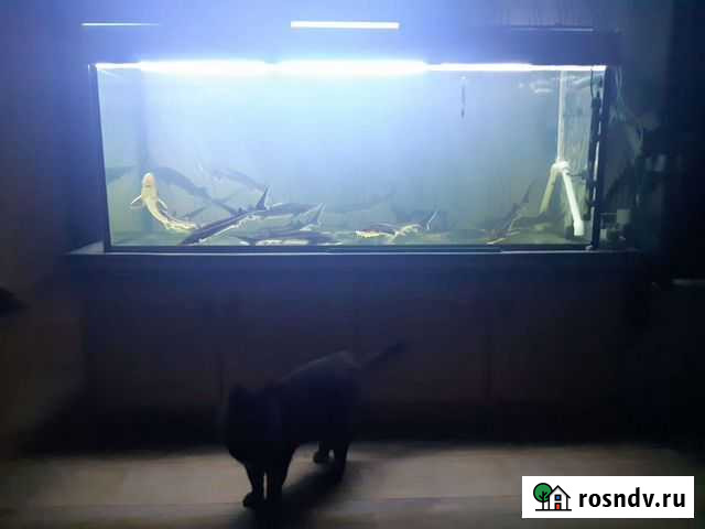 Продам аквариум 400 литров Оленегорск - изображение 1