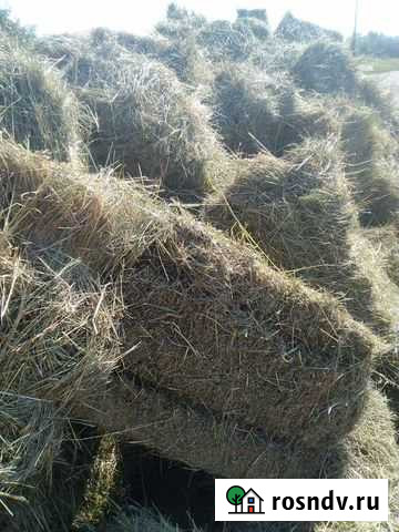 Сено в тюках 300кг. Сено в мешках Рубцовск - изображение 1