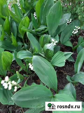 Крапива, мелисса, ландыши и др Астрахань - изображение 1