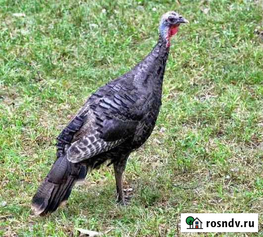 Индюшка черная Казань - изображение 1