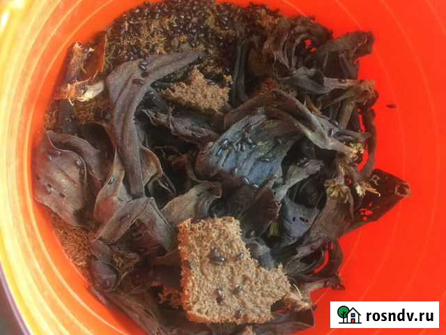 Жук знахарь Ростов-на-Дону - изображение 1