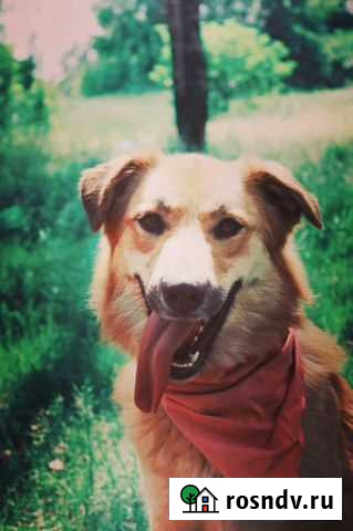 Собака Лиза ищет дом Москва - изображение 1