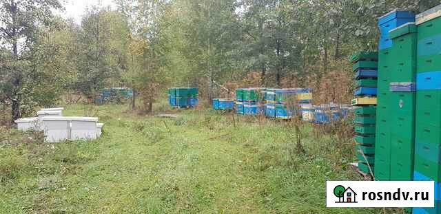 Мед цветочный натуральный с личной пасеки Смоленск - изображение 1