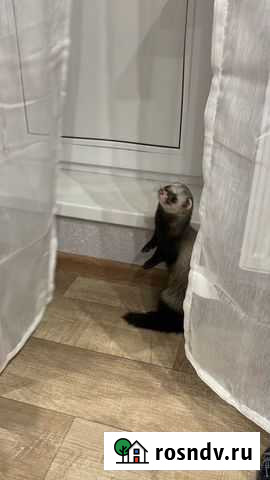 Хорек Ивантеевка - изображение 1