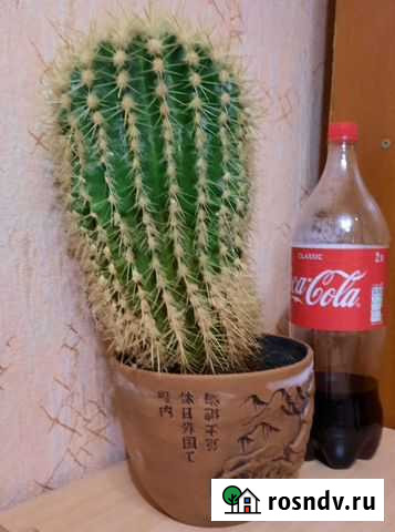 Кактус Курск - изображение 1