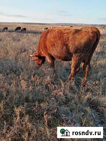 Коровы телки и бычки Матвеев-Курган - изображение 1