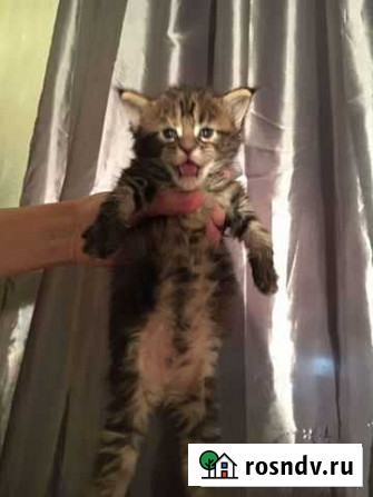 Котята мейкун Ростов-на-Дону - изображение 1