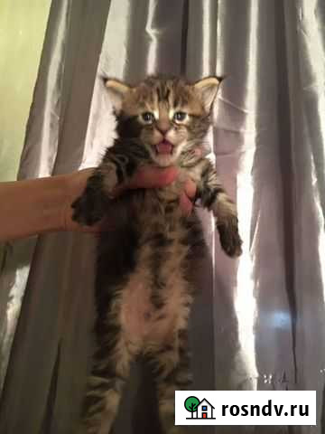 Котята мейкун Ростов-на-Дону - изображение 1