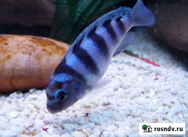 Псевдотрофеус ломбардо Благовещенск - изображение 1