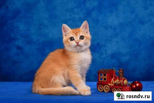 Британская шиншилла ny12 Москва - изображение 1