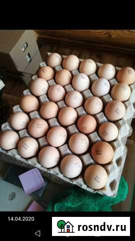 Инкубационное Яйцо Смоленск - изображение 1