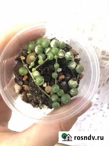 Крестовник роули вариегатный Развилка - изображение 1