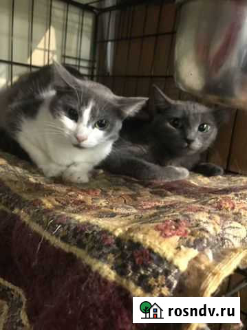 Сью и Элеонора - кошечки с тяжелой судьбой Москва - изображение 1