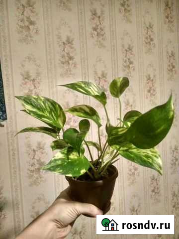 Сциндапсус Омск - изображение 1