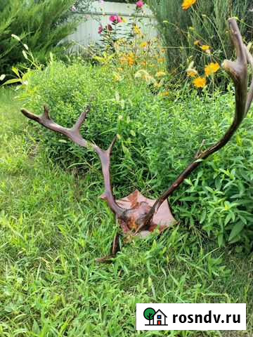 Рога оленя Зерноград - изображение 1