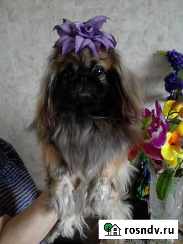 Пекинес вязка Таганрог - изображение 1